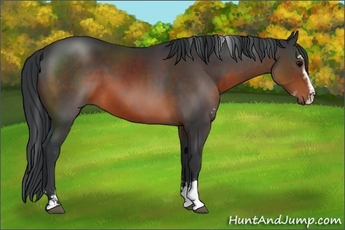 Horse Color:Brown Sabino 