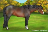 Horse Color:Brown Sabino 