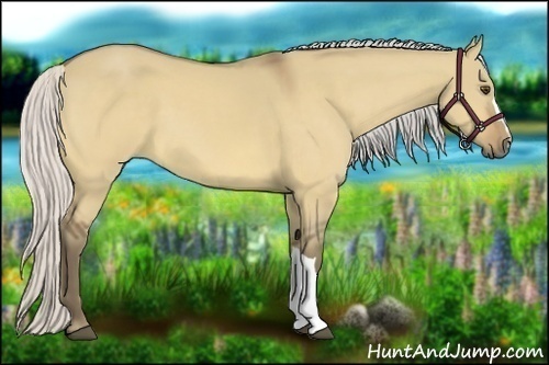 Horse Color:Silver Buckskin Dun 