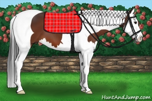 Horse Color:Bay Splash Tobiano