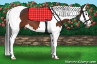 Horse Color:Bay Splash Tobiano