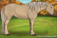 Horse Color:Palomino