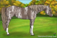 Horse Color:Liver Chestnut Ice Rabicano