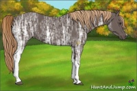Horse Color:Liver Chestnut Ice 
