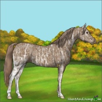 Horse Color:Chocolate Palomino Ice 