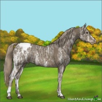 Horse Color:Chocolate Palomino Ice Sabino Varnish Rabicano 