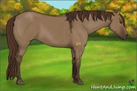 Horse Color:Liver Red Dun 