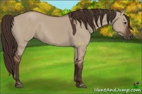 Horse Color:Liver Red Dun