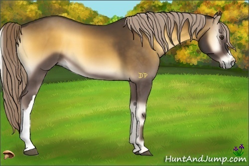 Horse Color:Chocolate Palomino Onyx