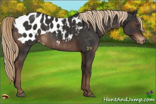 Horse Color:Liver Chestnut Appaloosa