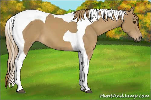 Horse Color:Chestnut Tobiano 