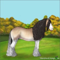 Horse Color:Bay Onyx Splash Rabicano 