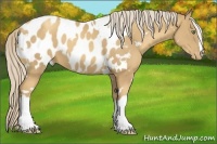 Horse Color:White Spotted Gold Cream Champagne Appaloosa 