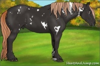 Horse Color:White Spotted Liver Chestnut