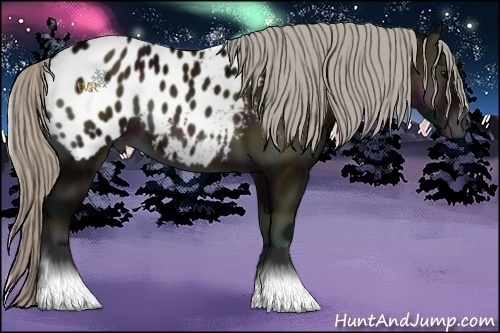 Horse Color:Midnight Silver Bay Onyx Appaloosa 
