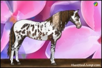 Horse Color:Painted White Spotted Brown Tobiano Near Leopard 