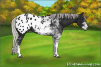Horse Color:Gray Silver Black Chinchilla Sabino Appaloosa 