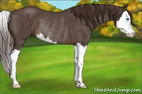 Horse Color:Liver Red Roan Splash Rabicano 