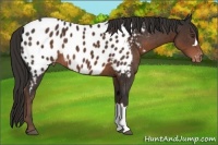 Horse Color:Liver Chestnut Appaloosa 