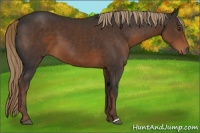 Horse Color:Liver Chestnut 
