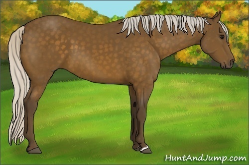 Horse Color:Silver Buckskin 