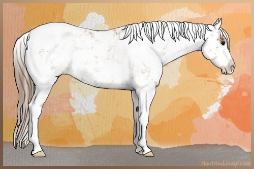 Horse Color:Black Pearl Sabino