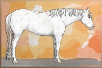 Horse Color:Black Pearl Sabino