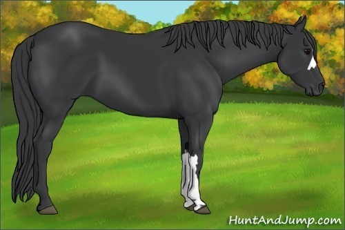 Horse Color:Black 