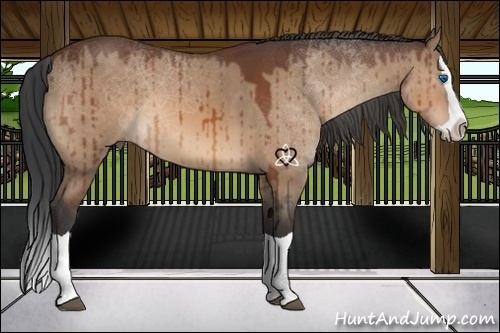 Horse Color:Brown Dun Splash 