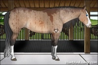 Horse Color:Brown Dun Splash 