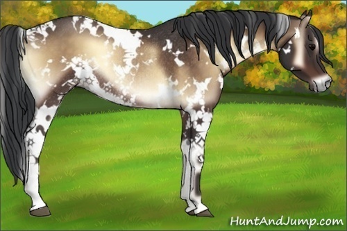 Horse Color:White Spotted Brown Onyx Rabicano 