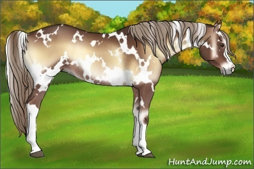 Horse Color:White Spotted Red Onyx Rabicano 