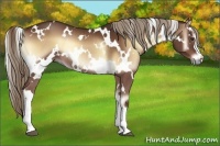 Horse Color:White Spotted Red Onyx Rabicano 