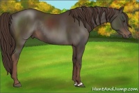 Horse Color:Liver Chestnut Sabino Rabicano 