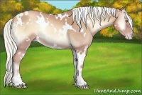 Horse Color:White Spotted Gold Champagne Onyx