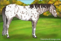 Horse Color:Bay Ice Sabino Splash Appaloosa 