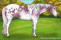 Horse Color:Watercolor White Spotted Chocolate Palomino Ice Tobiano Appaloosa