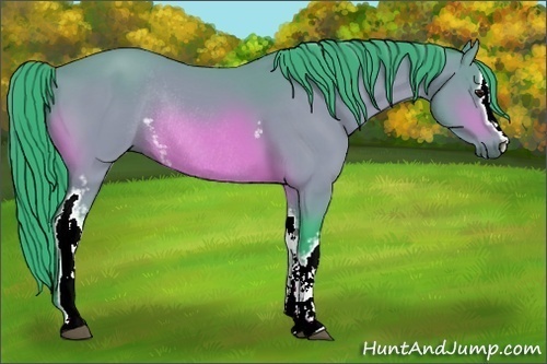Horse Color:Watercolor White Spotted Bay Sabino Rabicano