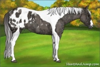Horse Color:Grullo Ice Tobiano Blanket