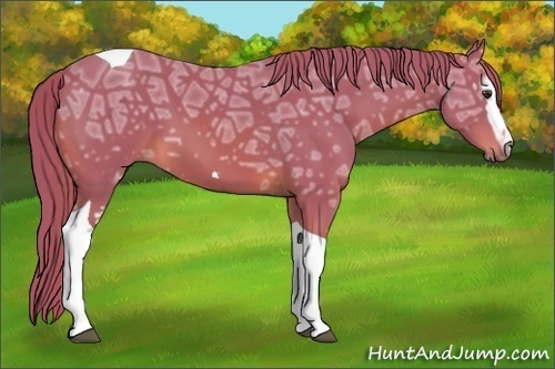 Horse Color:Watercolor White Spotted Chestnut Ice Tobiano