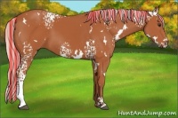 Horse Color:Painted White Spotted Silver Bay 
