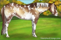 Horse Color:White Spotted Red Onyx Appaloosa 
