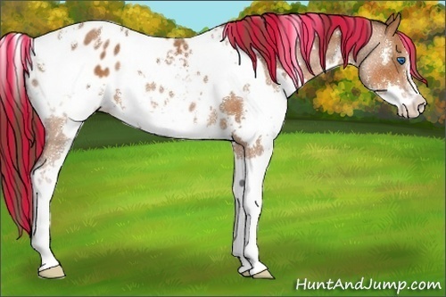 Horse Color:Painted White Spotted Bay Splash Appaloosa 