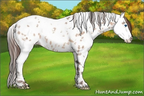 Horse Color:White Spotted Sable Champagne Splash Tobiano Appaloosa