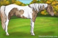 Horse Color:Gold Champagne Ice Tobiano Rabicano 