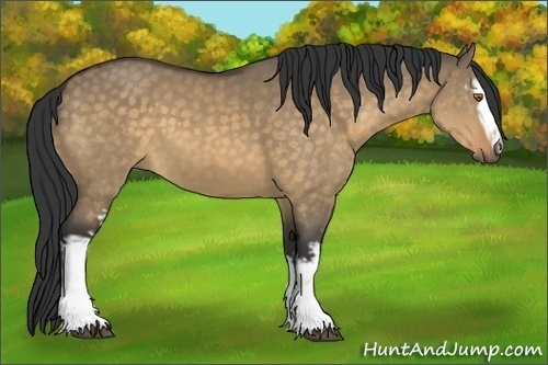 Horse Color:White Spotted Buckskin Dun Sabino