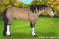 Horse Color:White Spotted Buckskin Dun Sabino 
