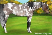 Horse Color:White Spotted Bay Roan Rabicano