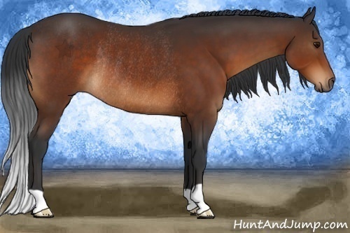 Horse Color:Bay Rabicano 