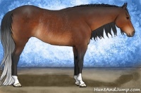 Horse Color:Bay Rabicano 